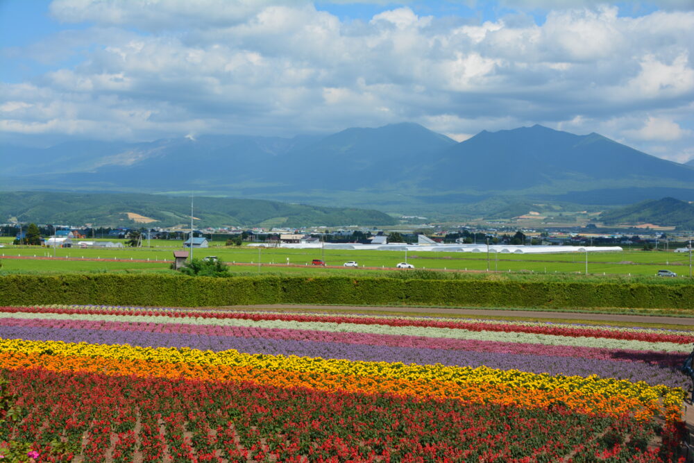 ファーム富田のお花畑と十勝連峰