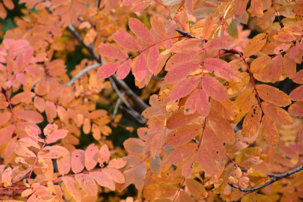 甲斐駒ヶ岳の紅葉