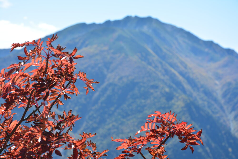 紅葉と仙丈ヶ岳