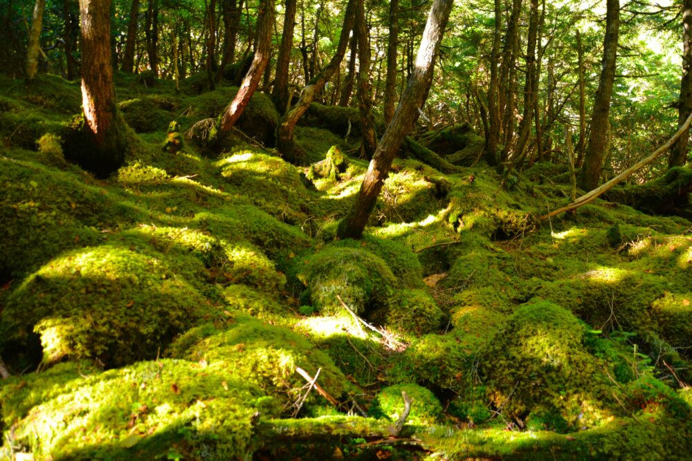 仙水峠付近の苔むす森