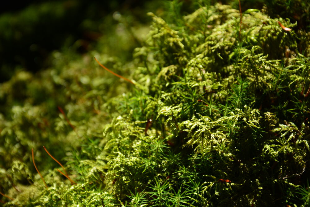 仙水峠付近の苔むす森