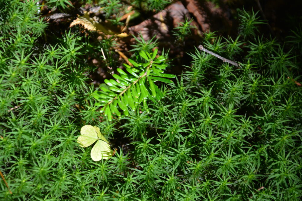 仙水峠付近の苔むす森