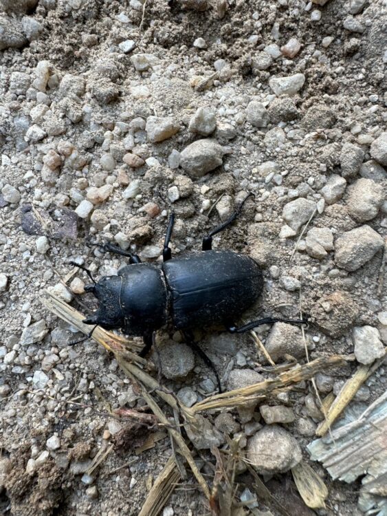 遠見尾根の登山道にいたクワガタ