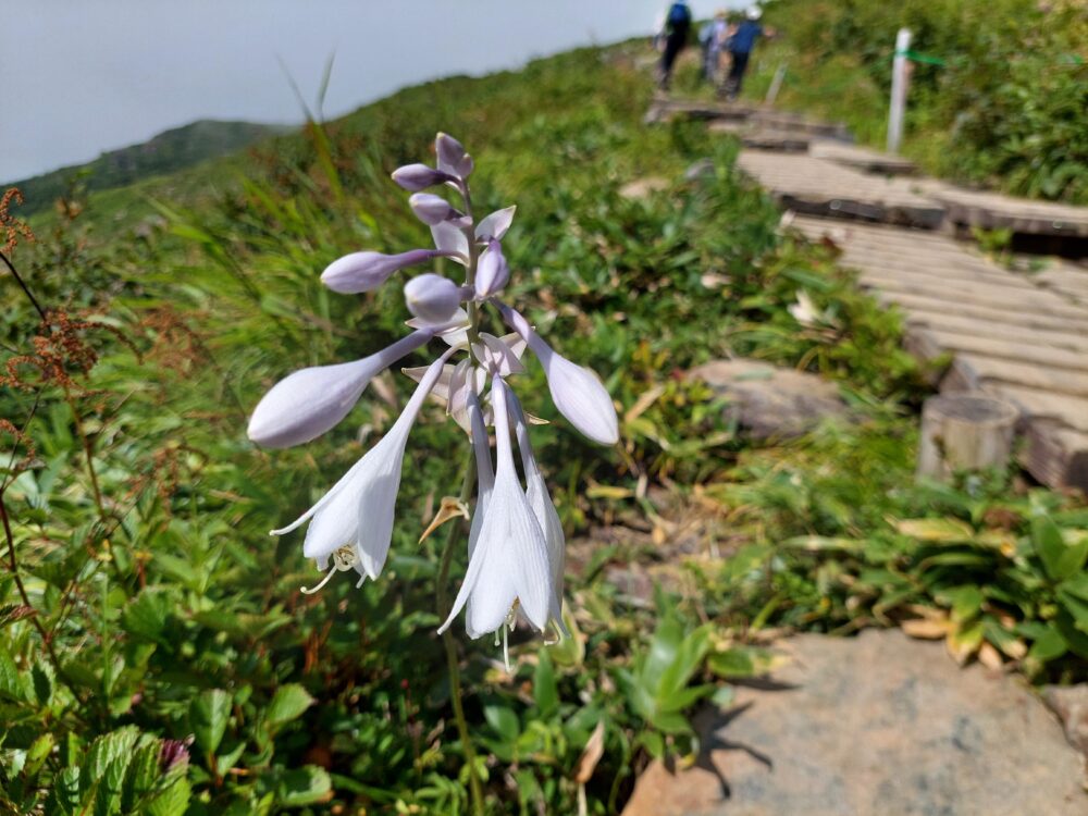 八方尾根のお花