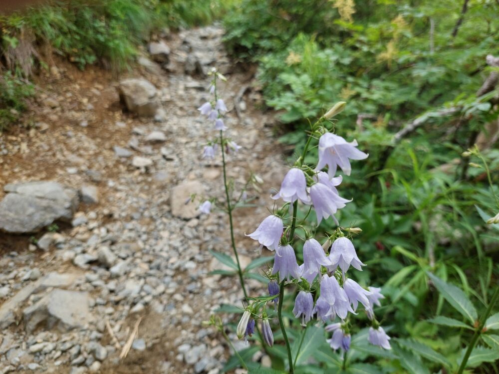 八方尾根のお花