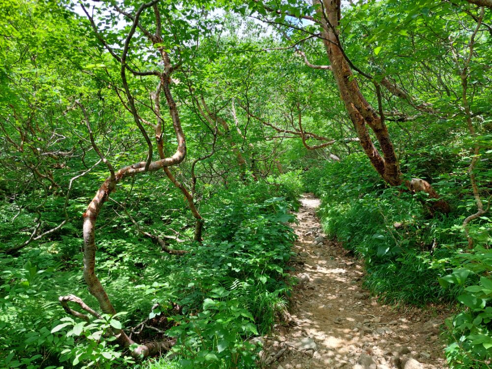 ミドリが美しい八方尾根の登山道