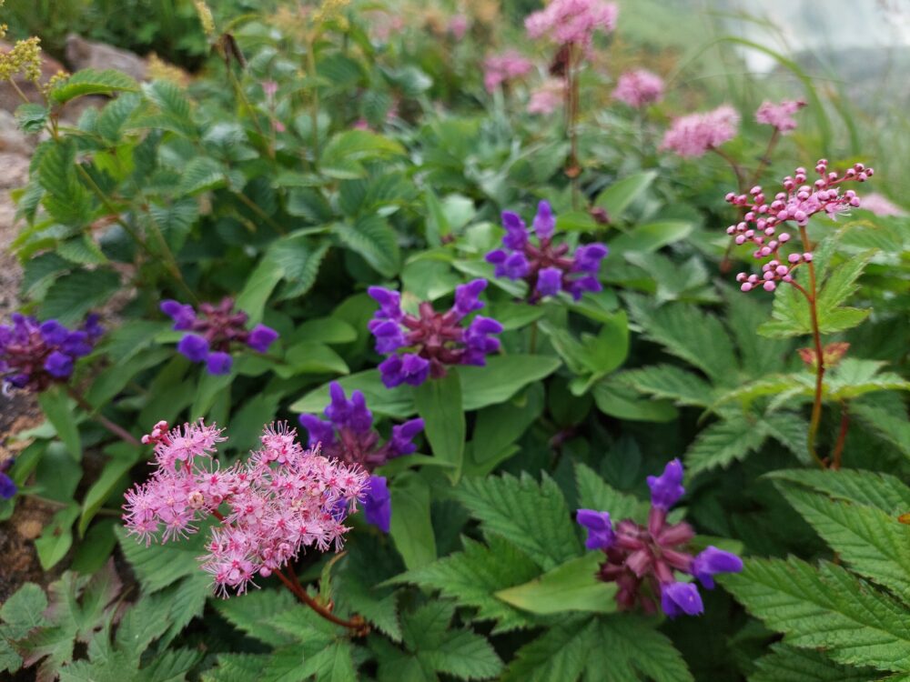 遠見尾根の登山道に咲いていたお花