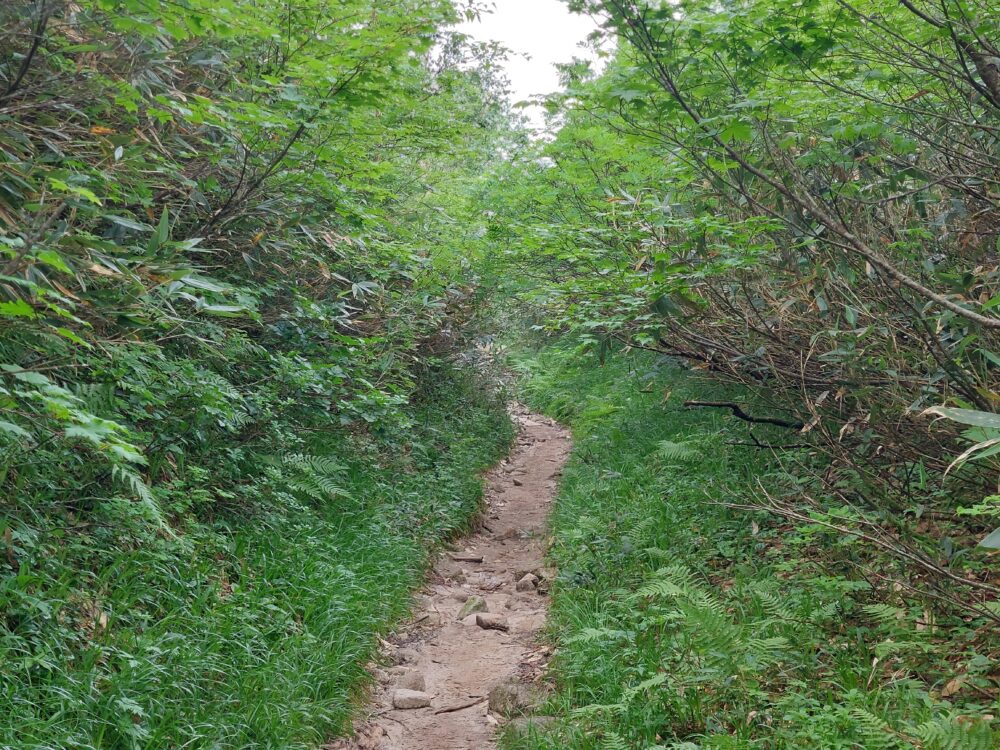 遠見尾根の登山道