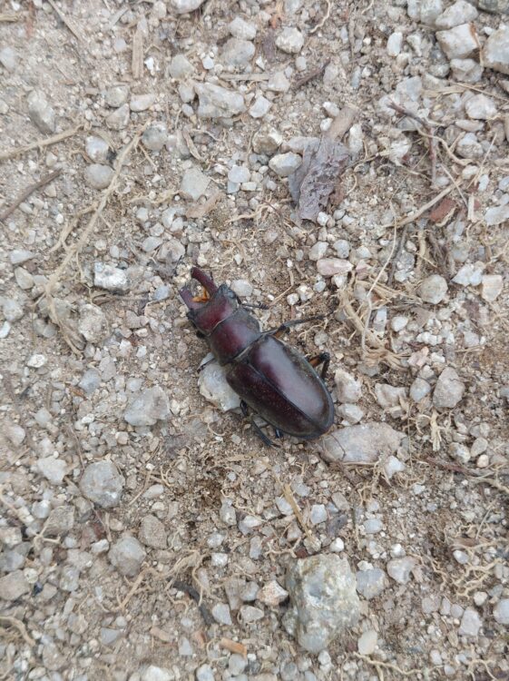 遠見尾根の登山道にいたクワガタ