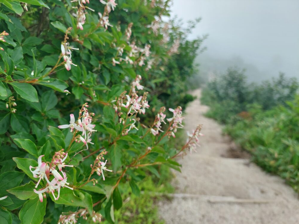 遠見尾根の登山道に咲いていたお花