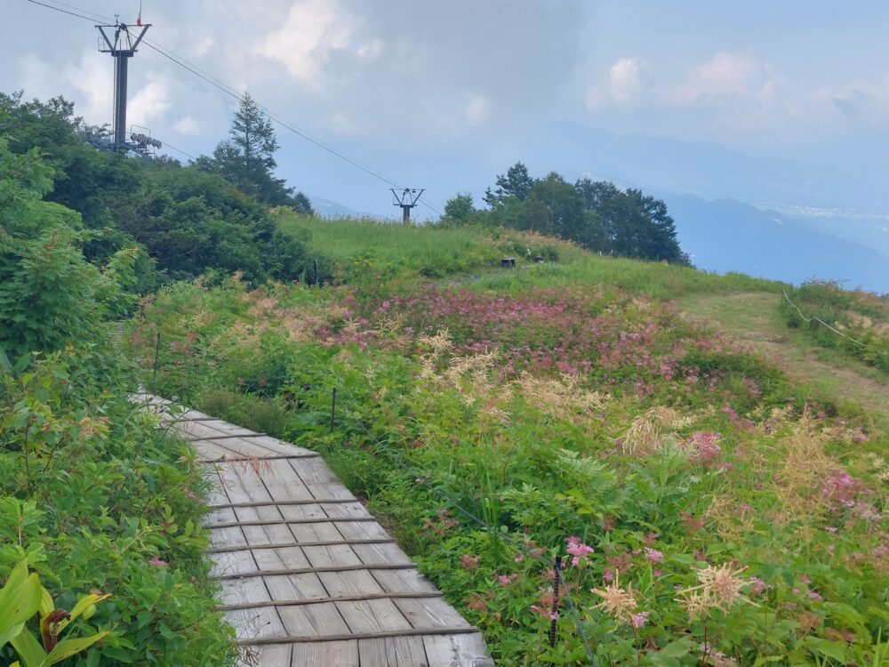 アルプス平のお花畑