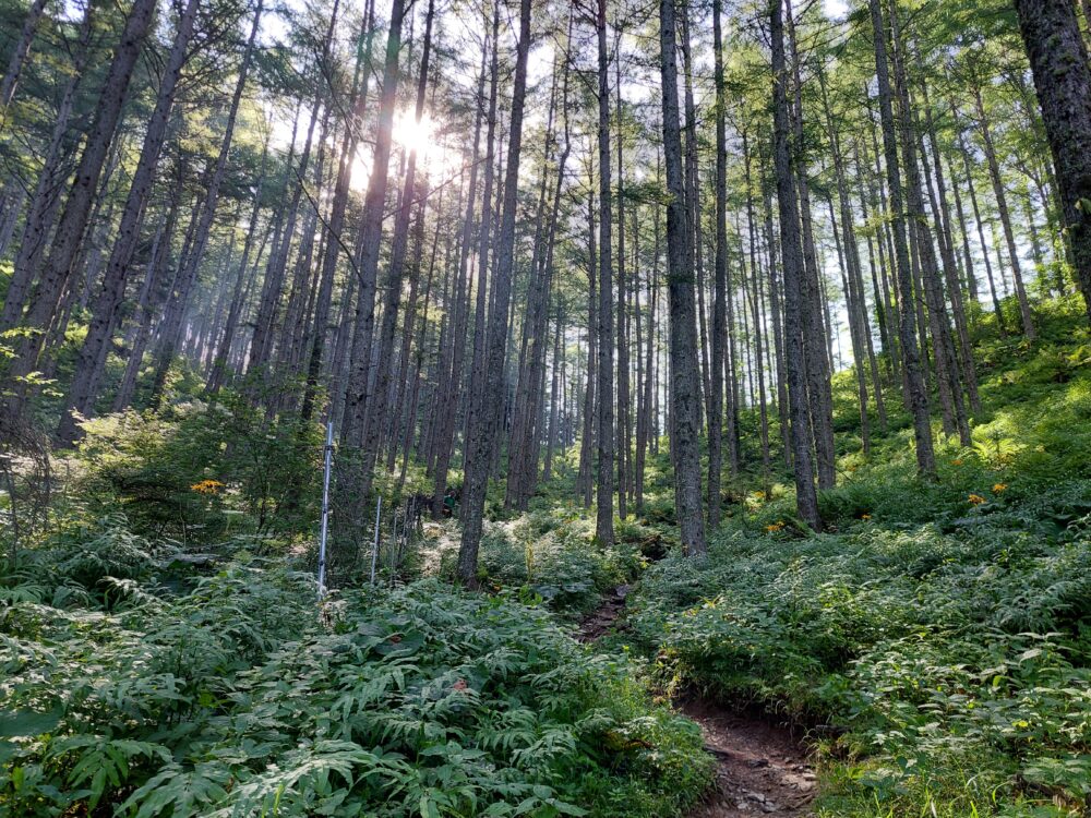 塩見岳登山道の樹林帯