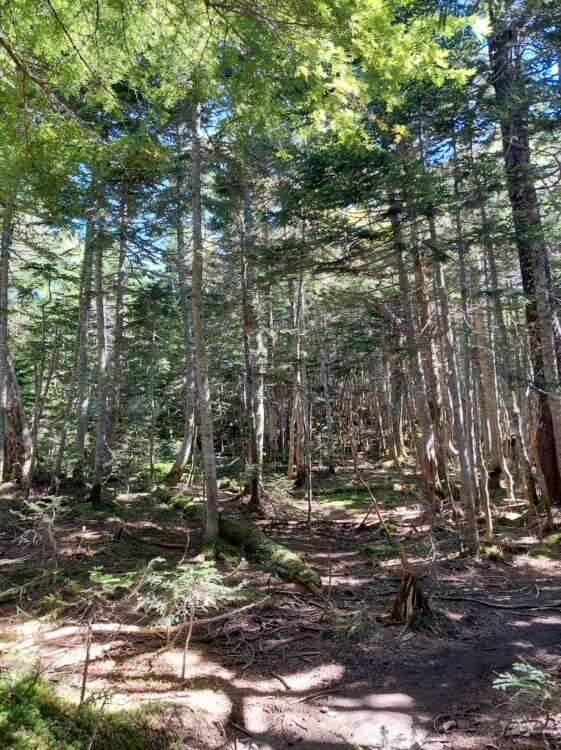 塩見岳の樹林帯