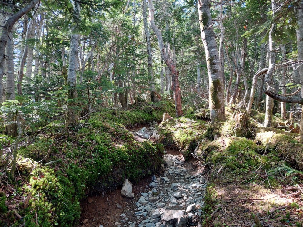 塩見岳の登山道