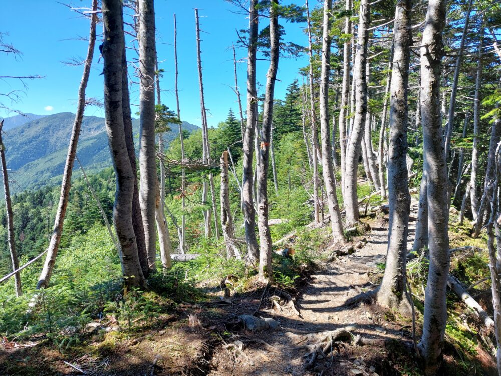 塩見岳の登山道