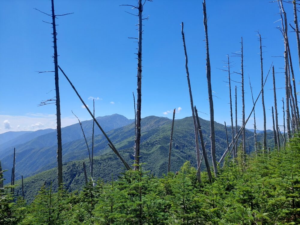 塩見岳の登山道から見た立ち枯れた木々と小河内岳