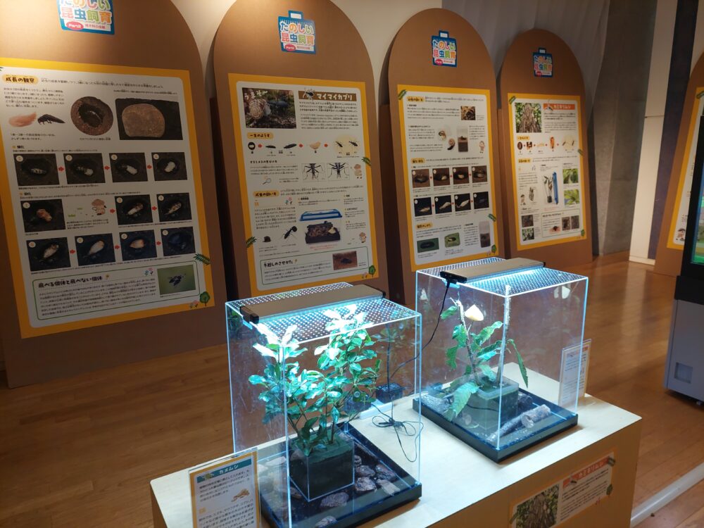 ぐんま昆虫の森・昆虫観察館の展示