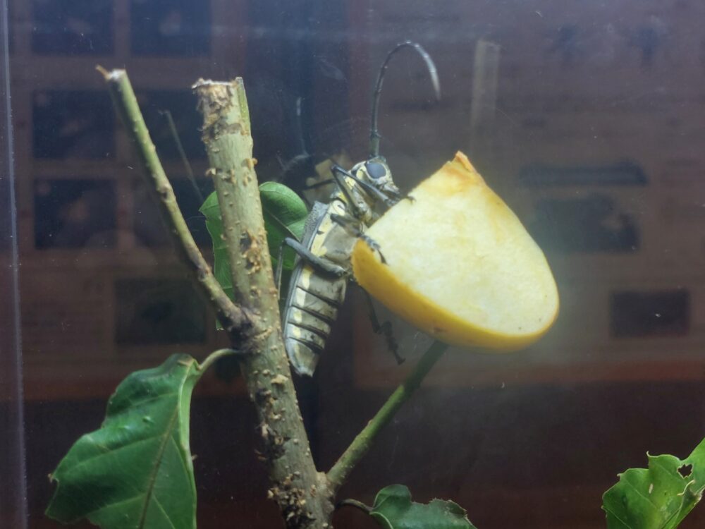 ぐんま昆虫の森・昆虫観察館のカミキリムシ