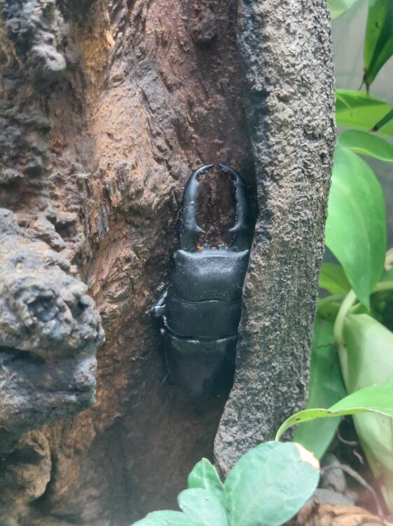 ぐんま昆虫の森・昆虫観察館2階に展示されていたヒラタクワガタ