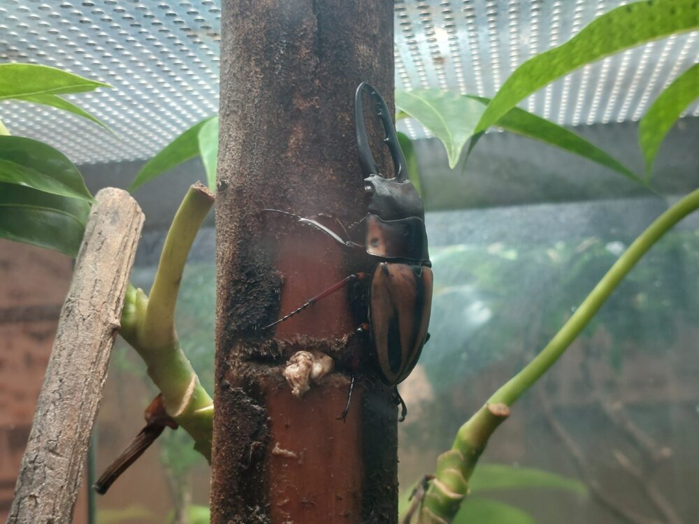 ぐんま昆虫の森・昆虫観察館2階に展示されていたカステルナウツヤクワガタ