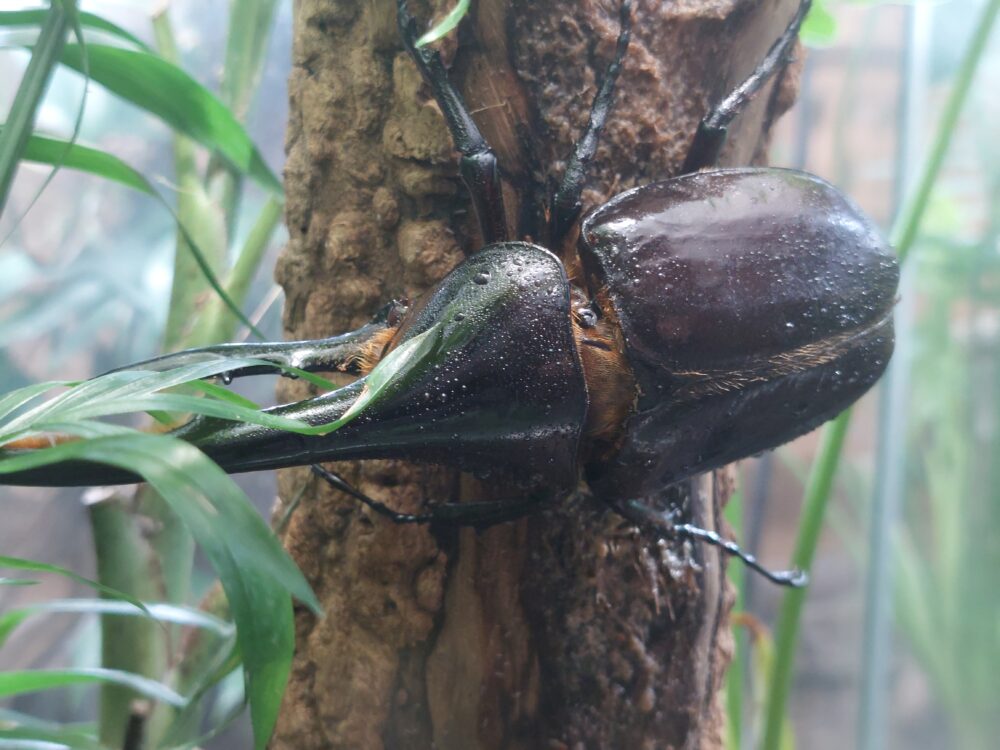 ぐんま昆虫の森・昆虫観察館2階に展示されていたヘラクレスオオカブト