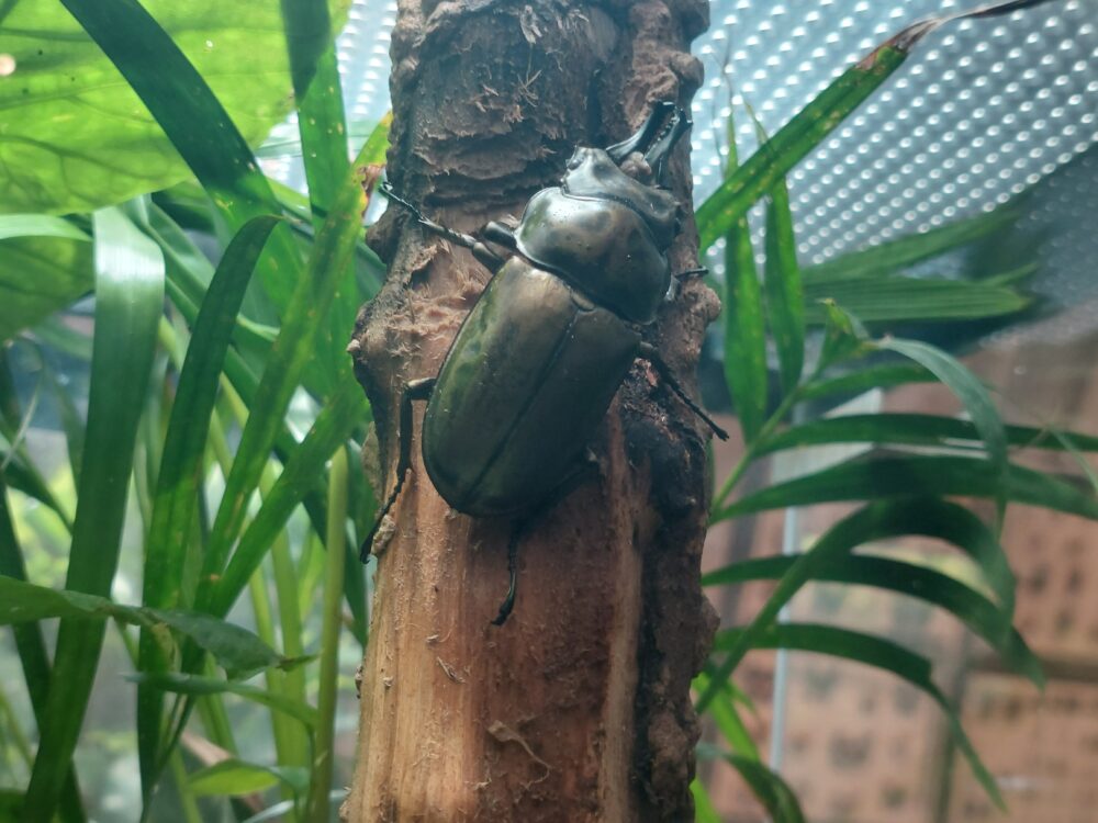 ぐんま昆虫の森・昆虫観察館2階に展示されていたオウゴンオニクワガタ