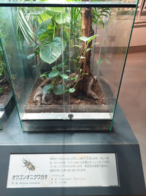 ぐんま昆虫の森・昆虫観察館2階に展示されていたオウゴンオニクワガタ