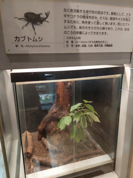 ぐんま昆虫の森・昆虫観察館のカブトムシ展示コーナー