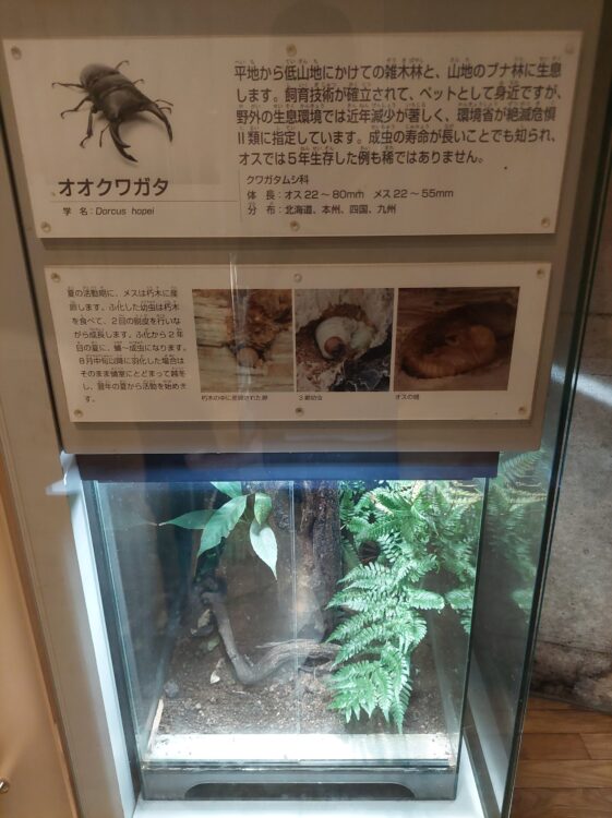 ぐんま昆虫の森・昆虫観察館のオオクワガ展示コーナー