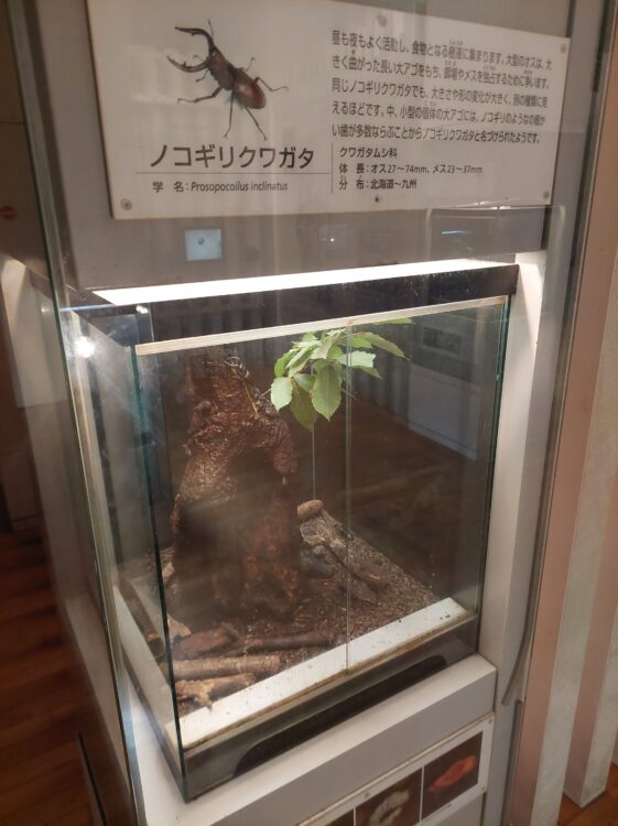 ぐんま昆虫の森・昆虫観察館のノコギリクワガタ展示コーナー