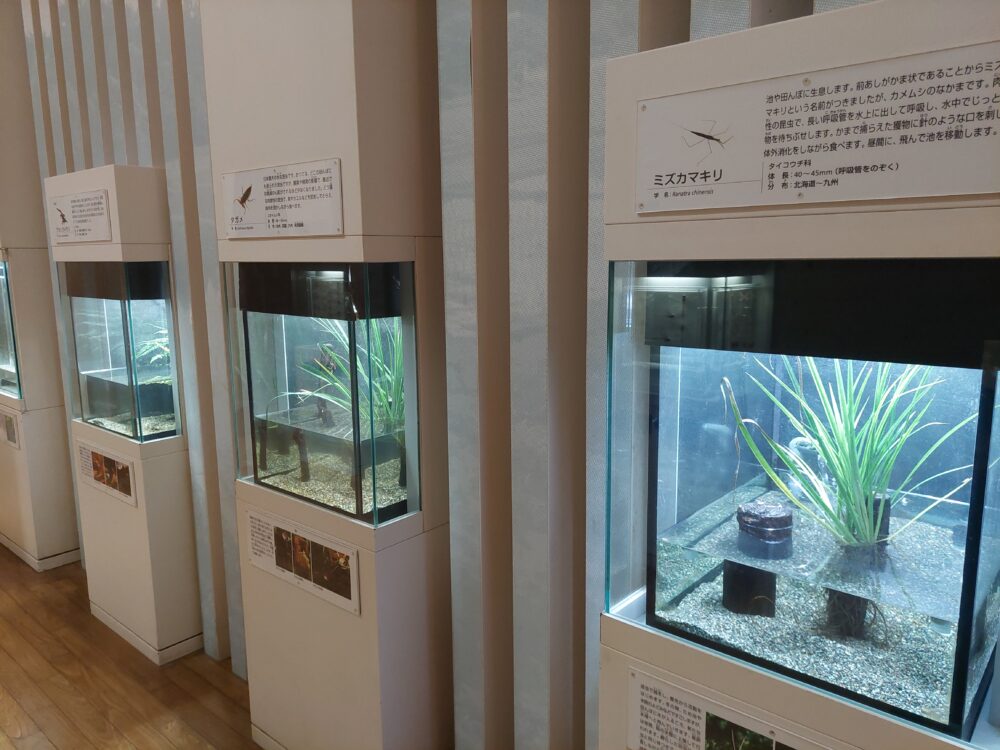 ぐんま昆虫の森・昆虫観察館の水生昆虫展示コーナー