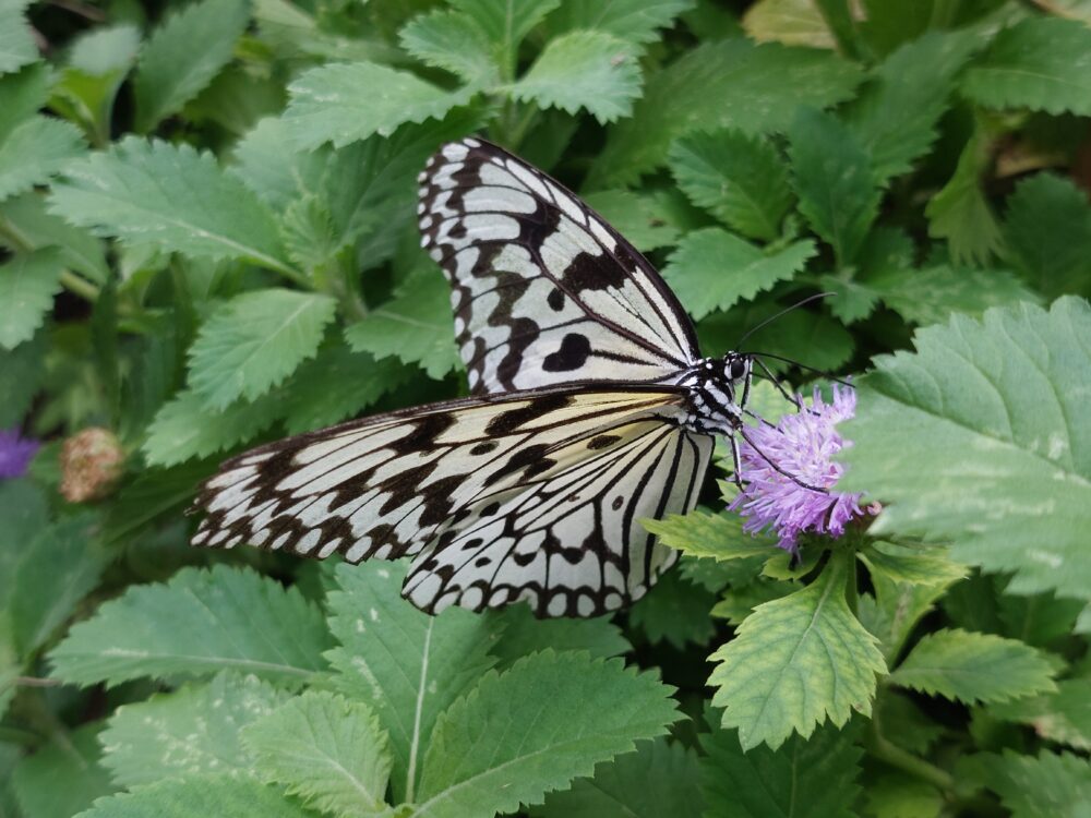 ぐんま昆虫の森・昆虫観察館の昆虫ふれあい温室にいた蝶々