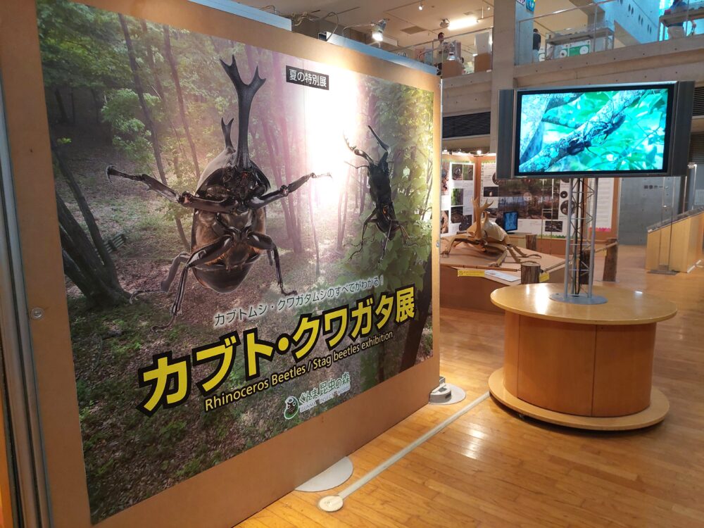 ぐんま昆虫の森・昆虫観察館のカブト・クワガタ展