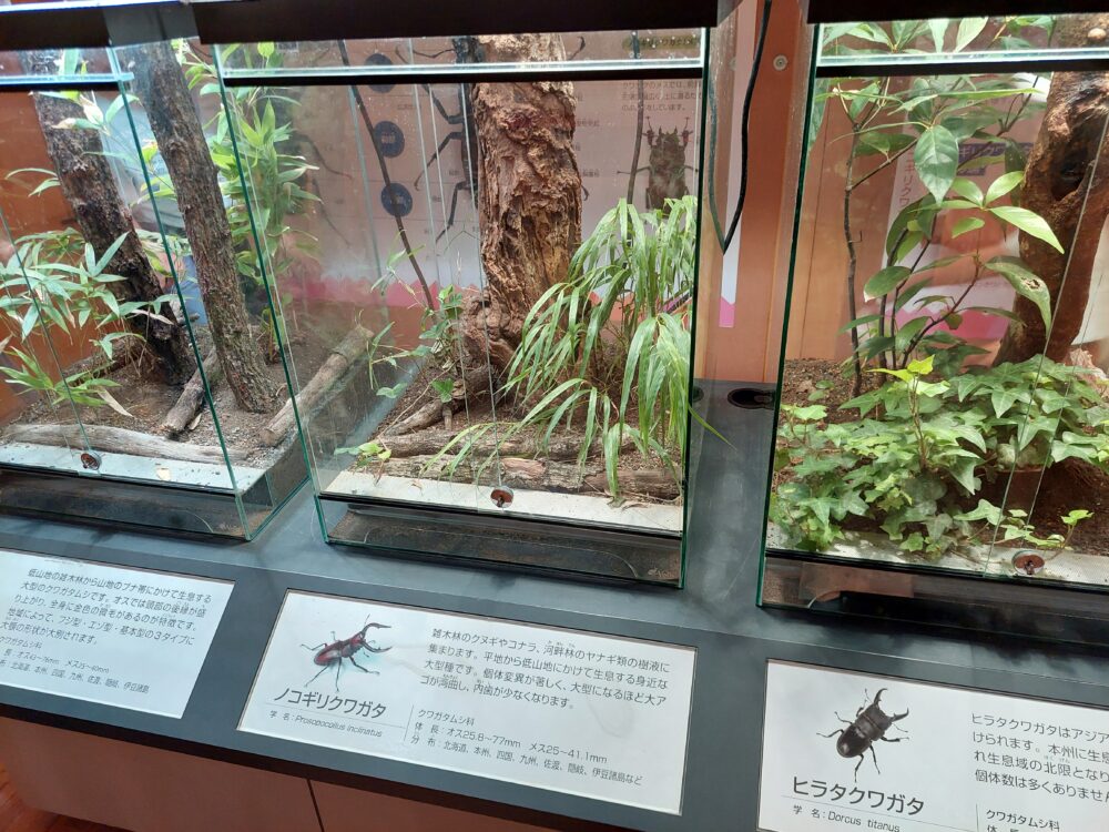 ぐんま昆虫の森・昆虫観察館のカブト・クワガタ展のクワガタ生体展示