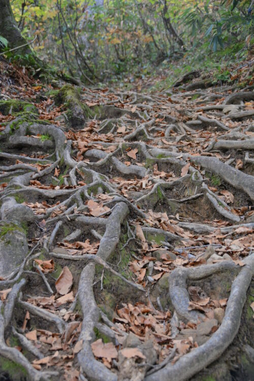 雨飾山の登山道