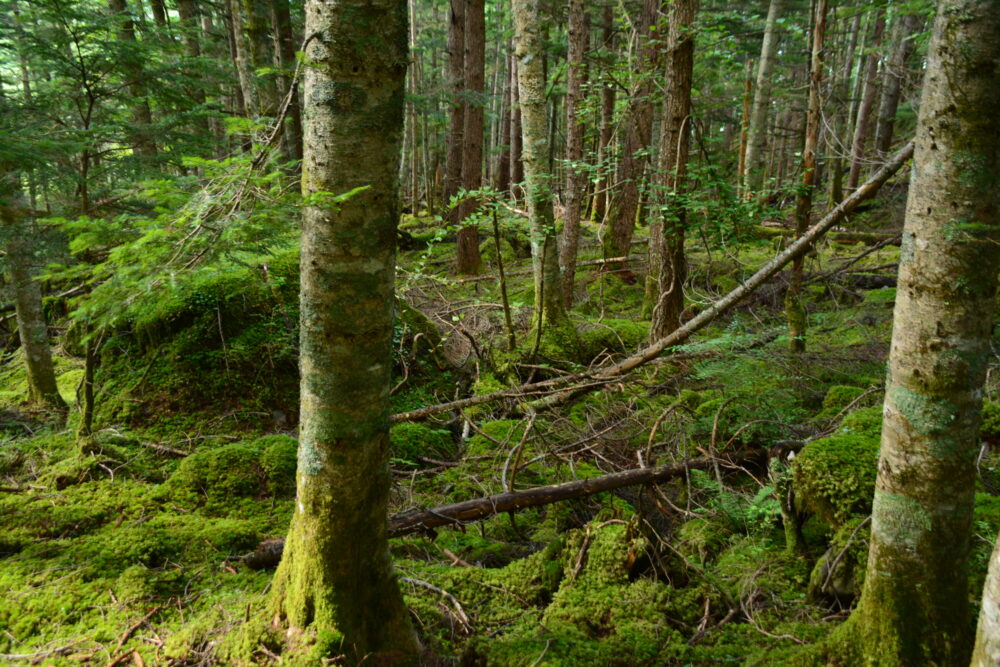 塩見岳登山道の苔むす樹林帯