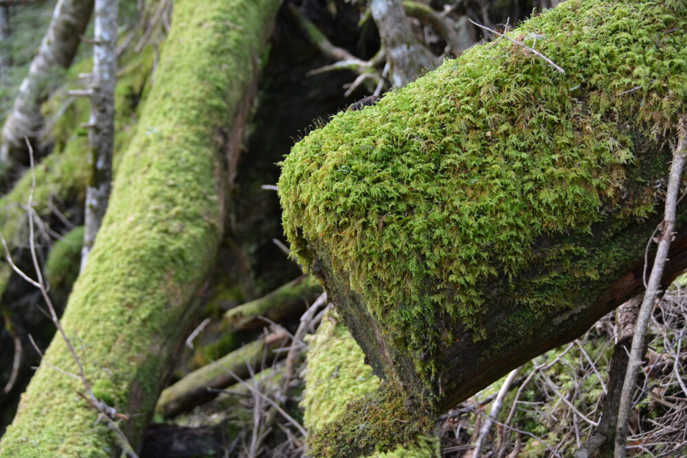 塩見岳登山道の苔むす樹林帯