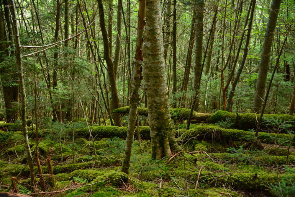 塩見岳登山道の苔むす樹林帯