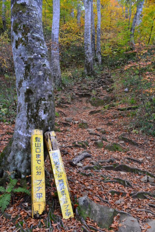 雨飾山のブナ平