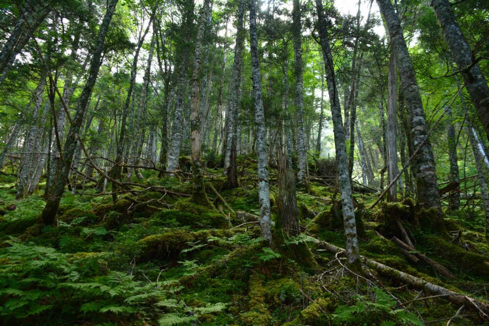 塩見岳登山道の苔むす樹林帯