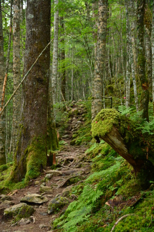 塩見岳登山道の苔むす樹林帯