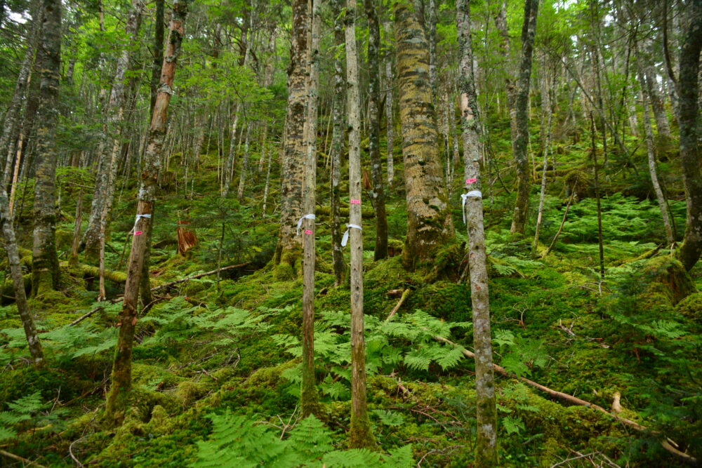 塩見岳登山道の苔むす樹林帯