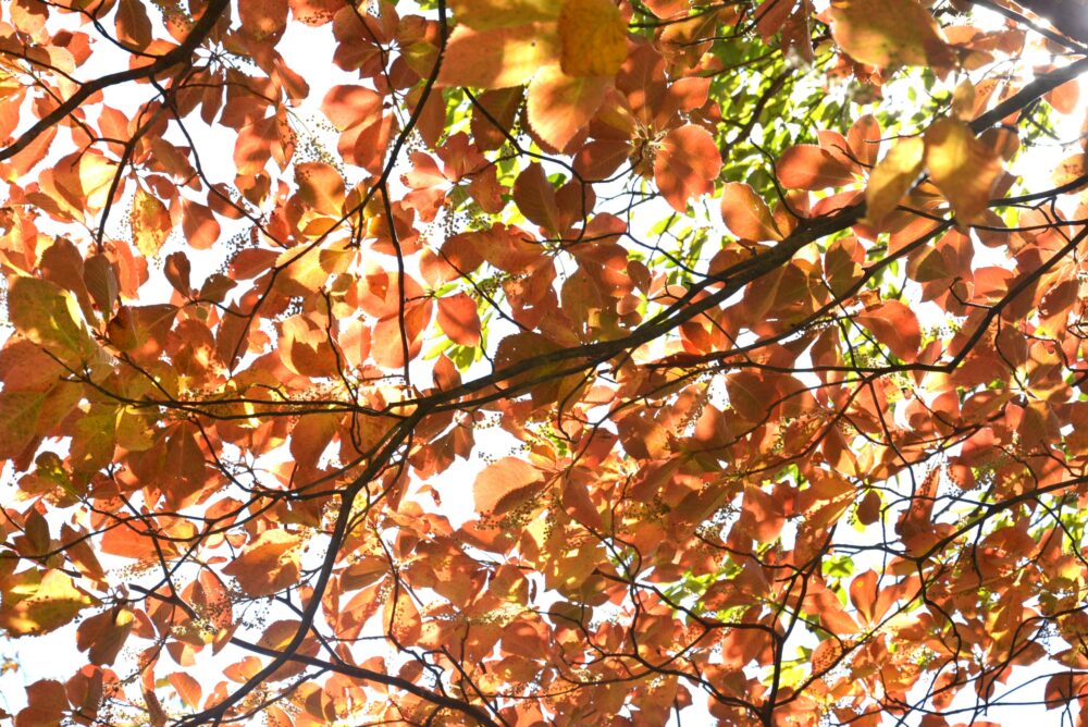 安達太良山の紅葉