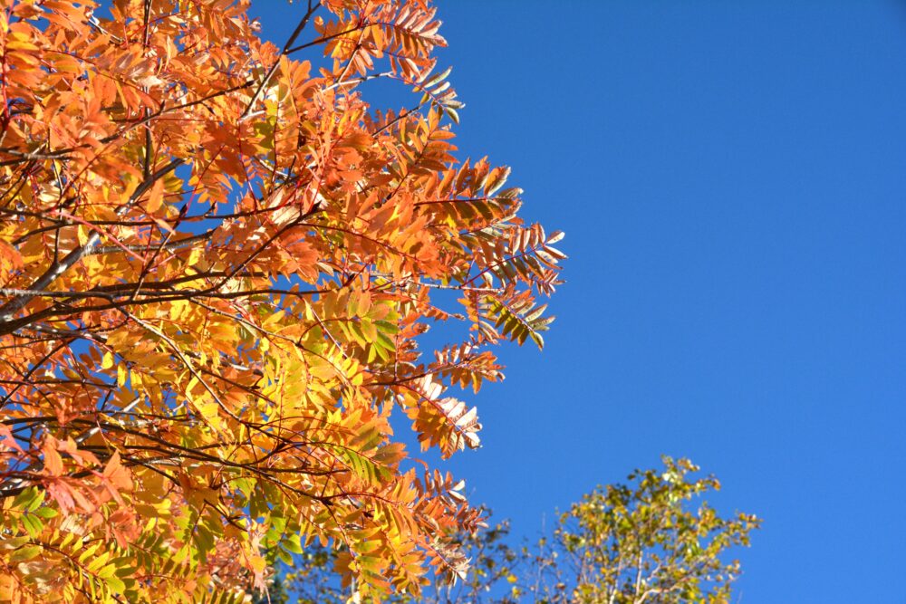 御嶽山の紅葉