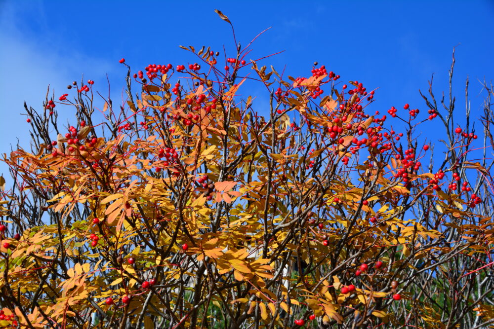 御嶽山の紅葉（ナナカマド）