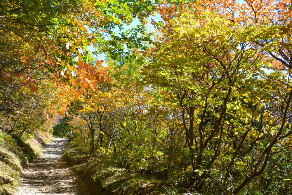 紅葉の安達太良山の登山道