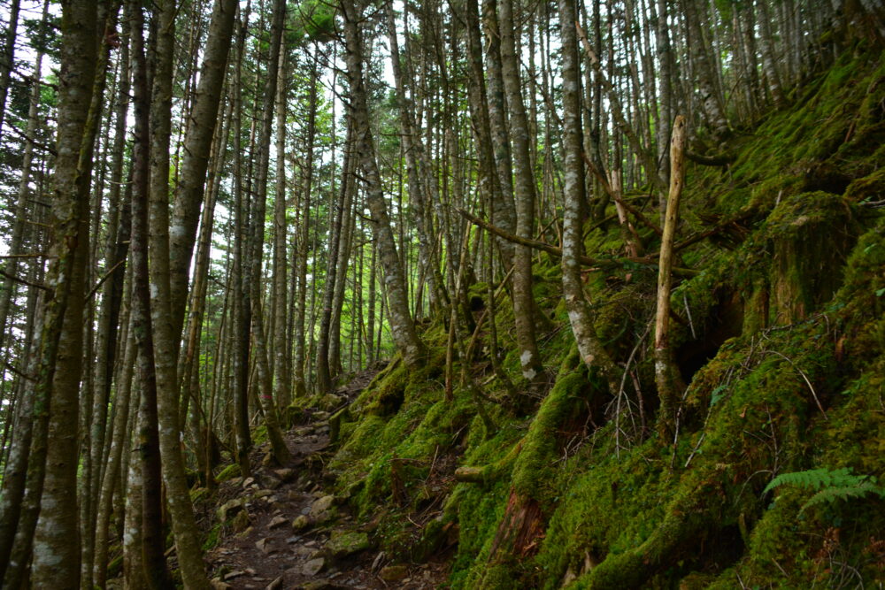 塩見岳登山道の苔むす樹林帯