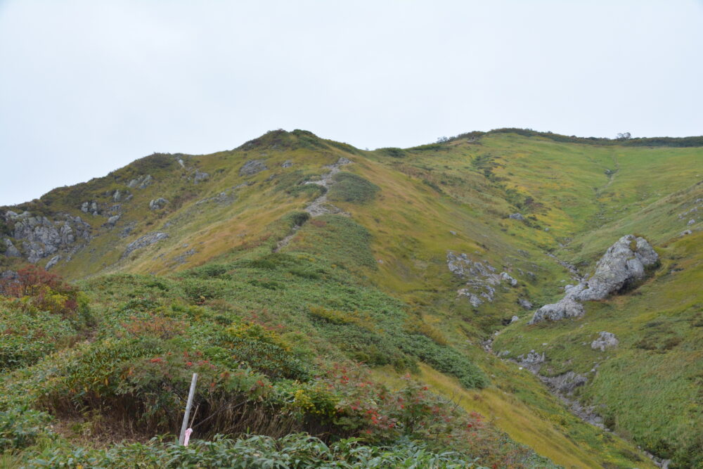 越後駒ヶ岳山頂部の草紅葉