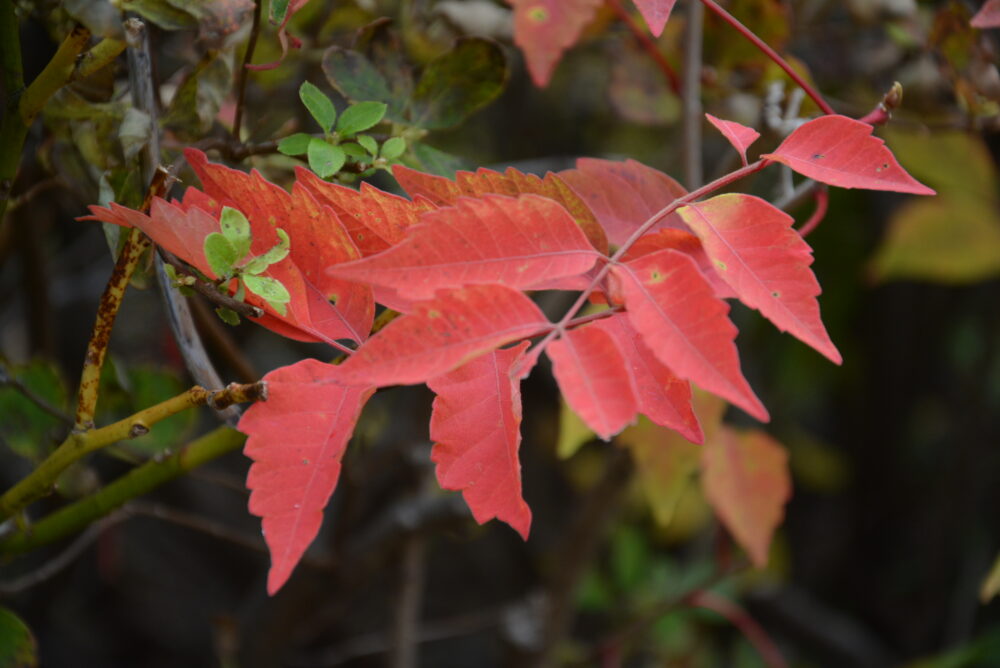 安達太良山の紅葉