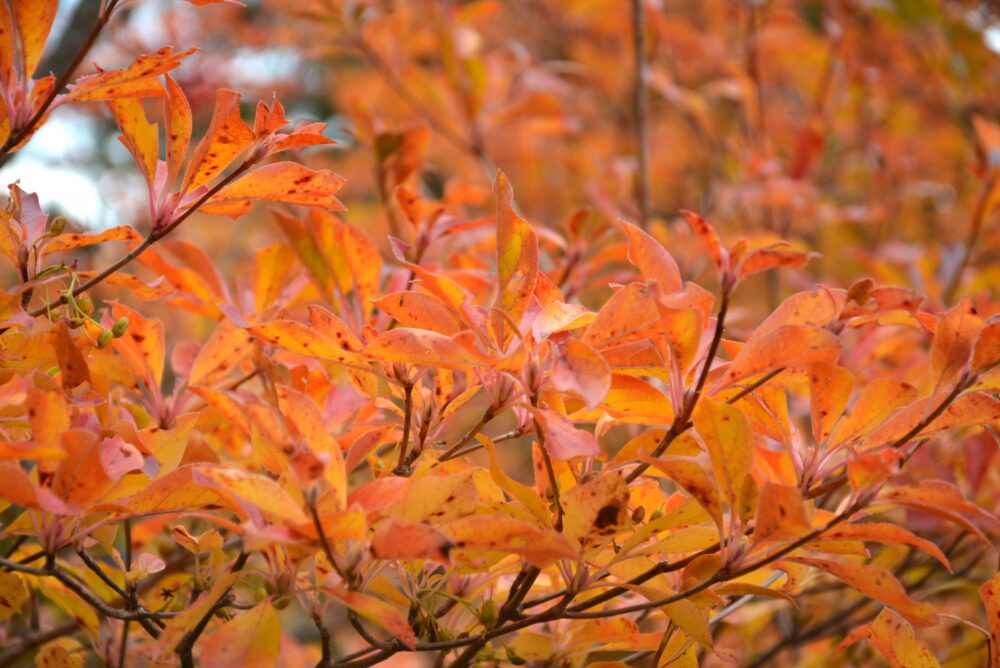 安達太良山の紅葉